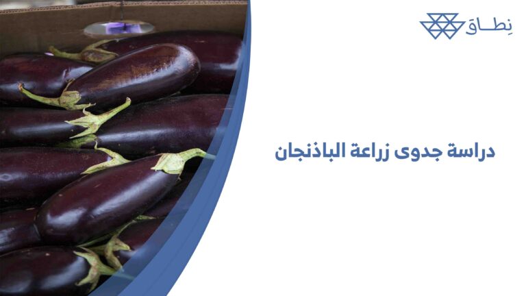  دراسة جدوى زراعة الباذنجان