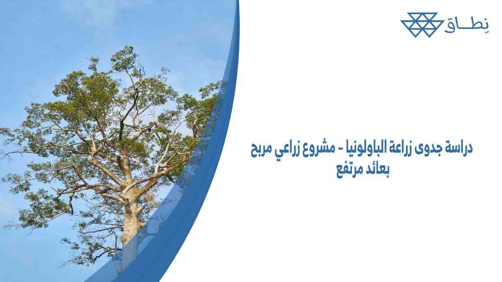 دراسة جدوى زراعة الباولونيا