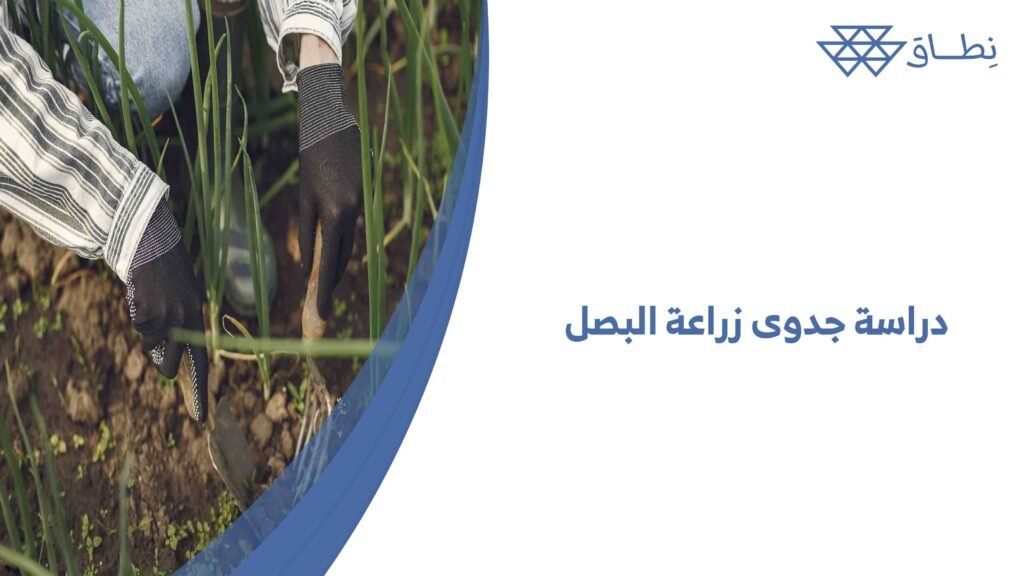 دراسة جدوى زراعة البصل