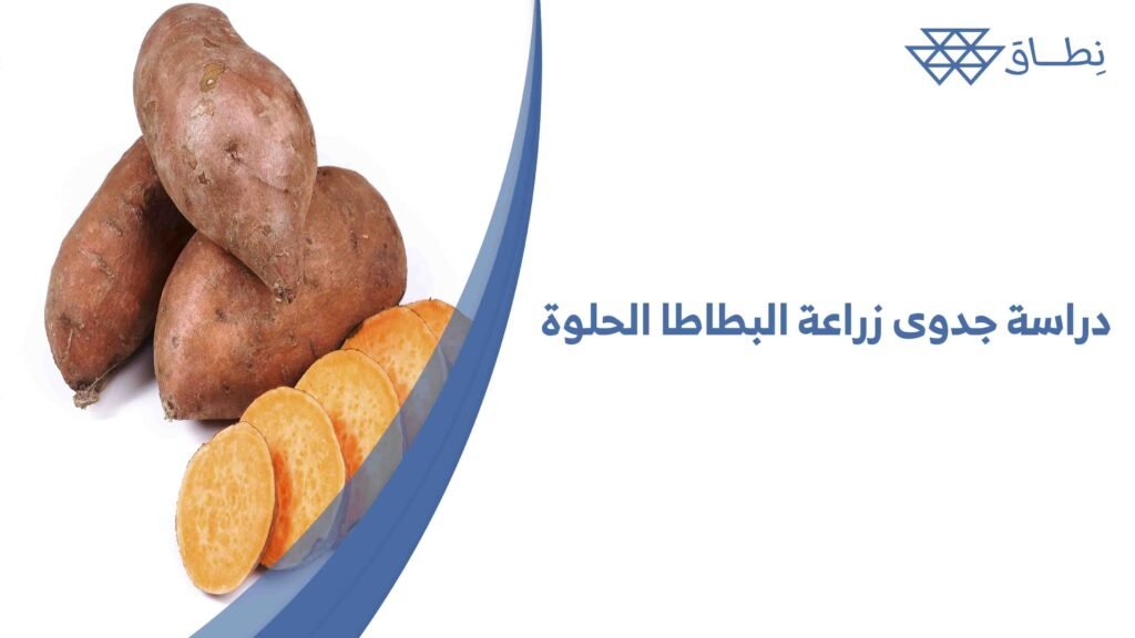 دراسة جدوى زراعة البطاطا الحلوة