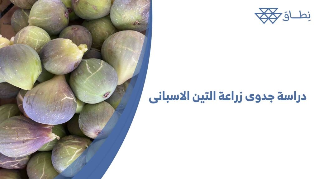 دراسة جدوى زراعة التين الاسبانى