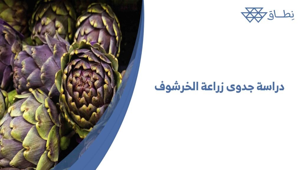 دراسة جدوى زراعة الخرشوف