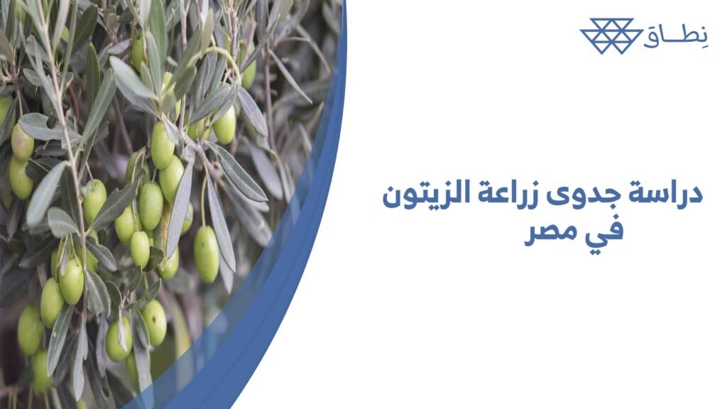 دراسة جدوى زراعة الزيتون في مصر