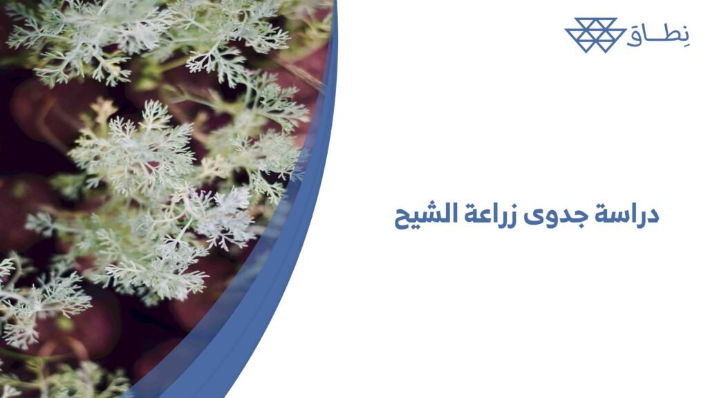 دراسة جدوى زراعة الشيح