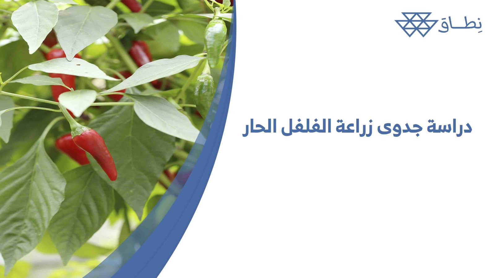 دراسة جدوى زراعة الفلفل الحار