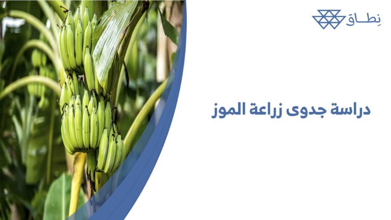 دراسة جدوى زراعة الموز