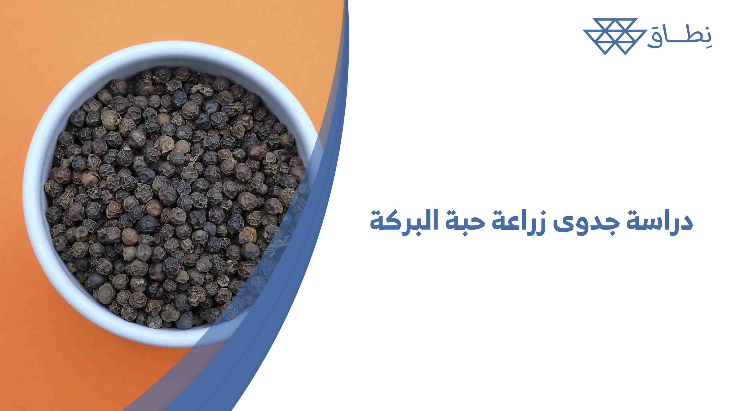 دراسة جدوى زراعة حبة البركة