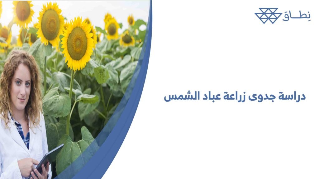 دراسة جدوى زراعة عباد الشمس