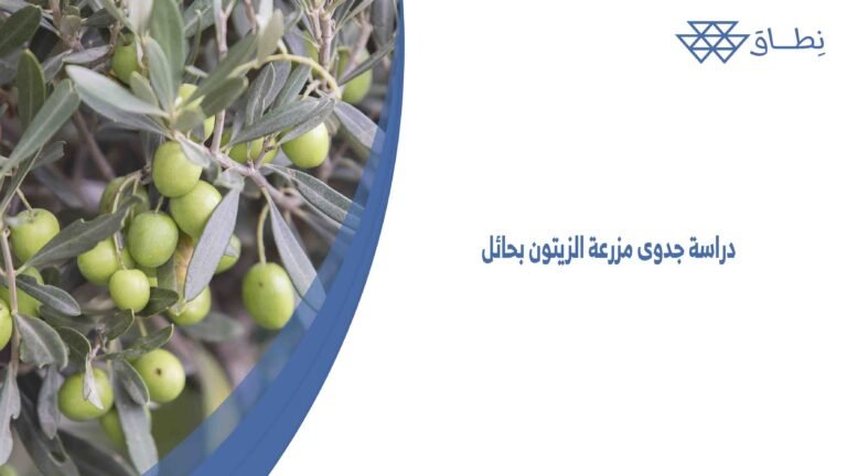 دراسة جدوى مزرعة الزيتون بحائل