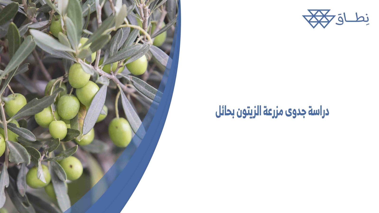 دراسة جدوى مزرعة الزيتون بحائل
