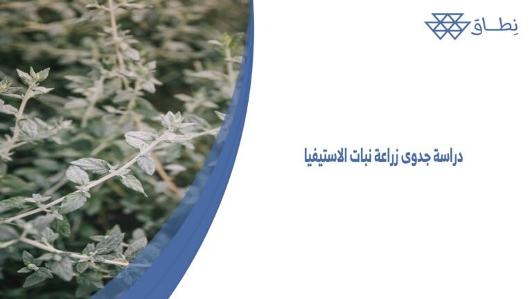 دراسة جدوى زراعة نبات الاستيفيا