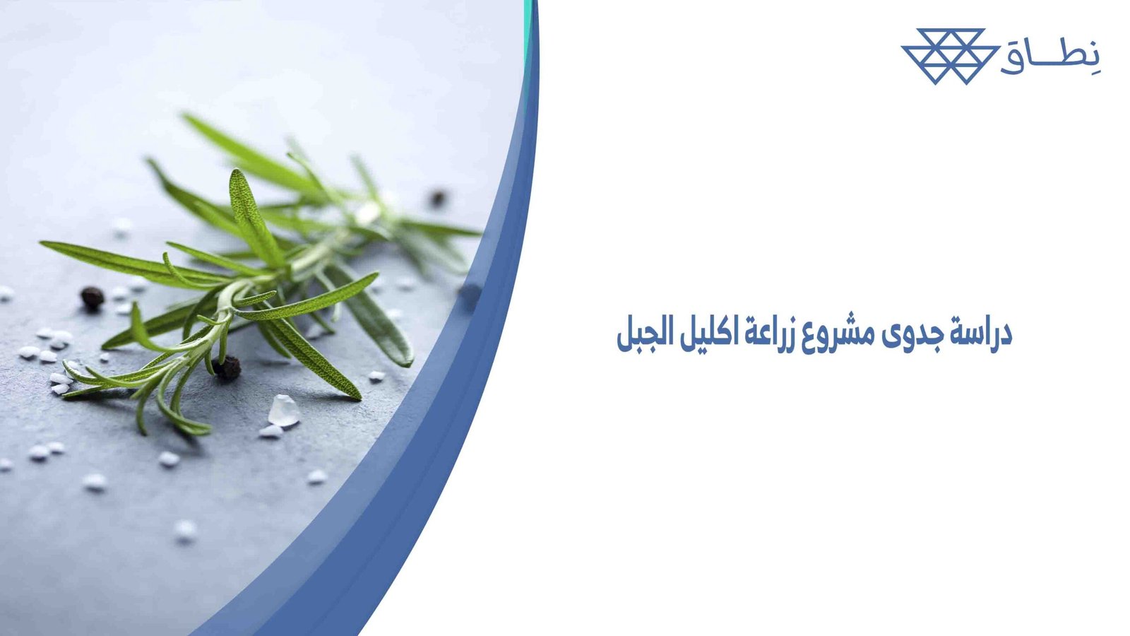 دراسة جدوى مشروع زراعة اكليل الجبل