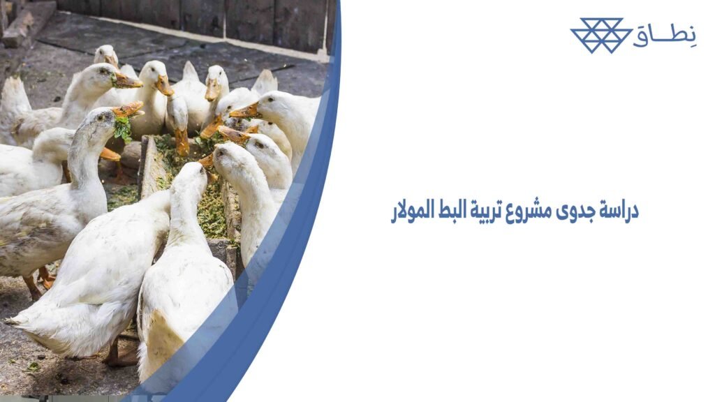 دراسة جدوى مشروع تربية البط المولار