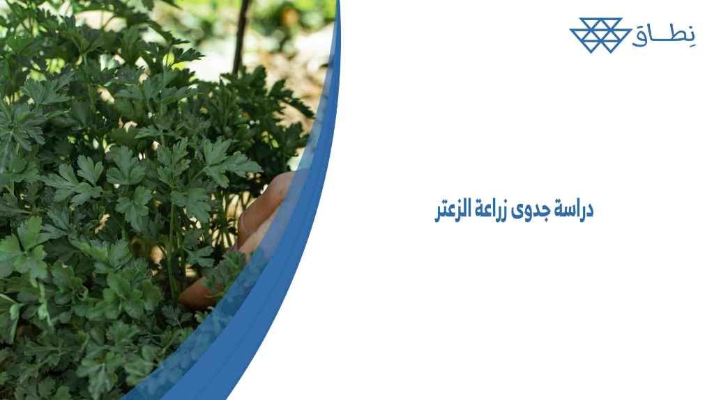 دراسة جدوى زراعة الزعتر