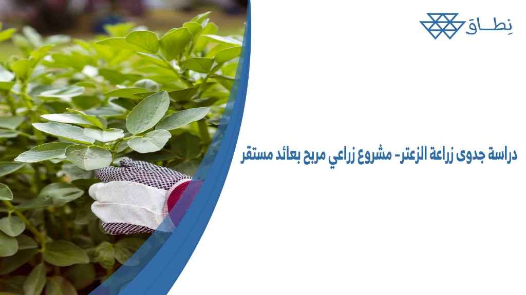 دراسة جدوى زراعة الزعتر