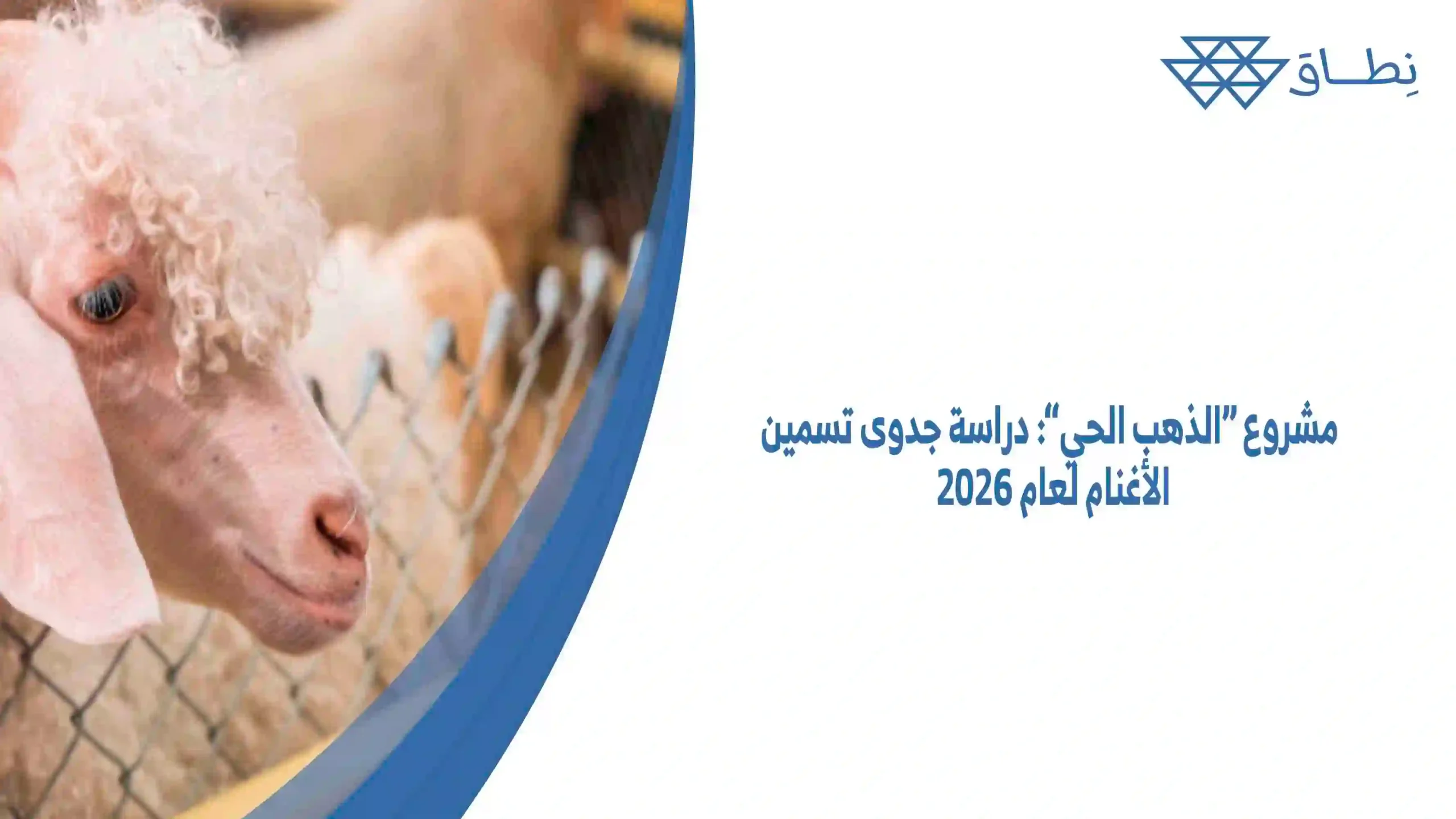 مشروع الذهب الحي دراسة جدوى تسمين الأغنام لعام 2026